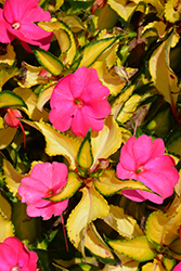 SunPatiens Compact Tropical Rose New Guinea Impatiens (Impatiens 'SunPatiens Compact Tropical Rose') at English Gardens