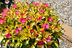 SunPatiens Compact Tropical Rose New Guinea Impatiens (Impatiens 'SunPatiens Compact Tropical Rose') at English Gardens