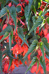 Summerwings Deep Red Begonia (Begonia 'Summerwings Deep Red') at English Gardens
