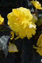 Nonstop Mocca Yellow Begonia (Begonia 'Nonstop Mocca Yellow') at English Gardens