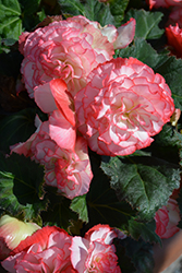 Nonstop Rose Petticoat Begonia (Begonia 'Nonstop Rose Petticoat') at English Gardens