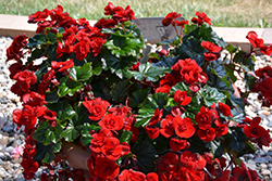 Solenia Velvet Red Begonia (Begonia x hiemalis 'Solenia Velvet Red') at English Gardens