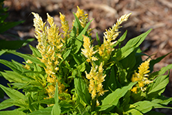 Kelos Atomic Fire Yellow Celosia (Celosia 'Kelos Atomic Fire Yellow') at English Gardens