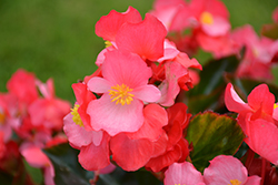 Surefire Rose Begonia (Begonia 'Surefire Rose') at English Gardens