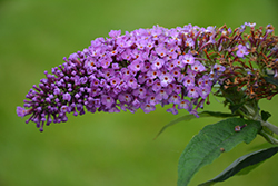 Pugster Periwinkle Butterfly Bush (Buddleia 'SMNBDO') at English Gardens