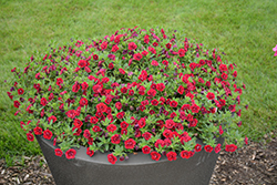 Superbells Double Ruby Calibrachoa (Calibrachoa 'USCAL83901') at English Gardens