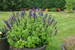 Rockin' Deep Purple Sage (Salvia 'BBSAL09001') at English Gardens