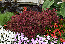 ColorBlaze Velveteen Coleus (Solenostemon scutellarioides 'Velveteen') at English Gardens