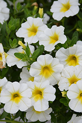 Superbells Over Easy Calibrachoa (Calibrachoa 'KLECA16314') at English Gardens