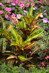 Variegated Croton (Codiaeum variegatum) at English Gardens