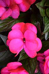 Infinity Blushing Lilac New Guinea Impatiens (Impatiens hawkeri 'Visinfblla') at English Gardens