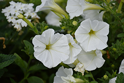 Supertunia White Petunia (Petunia 'Supertunia White') at English Gardens