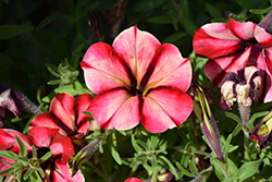 Crazytunia KaBloom! Petunia (Petunia 'Crazytunia KaBloom!') at English Gardens