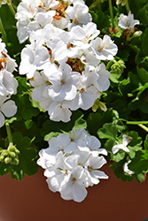 Calliope White Geranium (Pelargonium 'Calliope White') at English Gardens