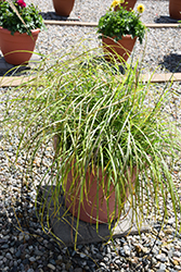 Little Miss Maiden Grass (Miscanthus sinensis 'Little Miss') at English Gardens