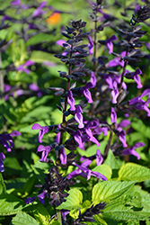 Rockin' Deep Purple Sage (Salvia 'BBSAL09001') at English Gardens