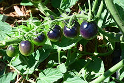 Midnight Snack Tomato (Solanum lycopersicum 'Midnight Snack') at English Gardens