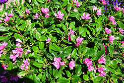 Soiree Kawaii Double Pink Vinca (Catharanthus roseus 'Soiree Kawaii Double Pink') at English Gardens