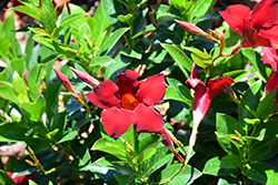 Sun Parasol Garden Crimson Mandevilla (Mandevilla 'Sunparacore') at English Gardens