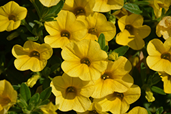 Superbells Yellow Calibrachoa (Calibrachoa 'Balcal1004') at English Gardens