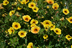 Superbells Saffron Calibrachoa (Calibrachoa 'Superbells Saffron') at English Gardens