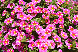 Superbells Rising Star Calibrachoa (Calibrachoa 'KLECA16006') at English Gardens