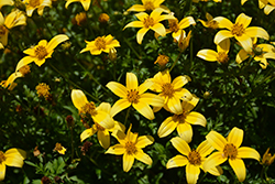 Beedance Yellow Bidens (Bidens 'Beedance Yellow') at English Gardens