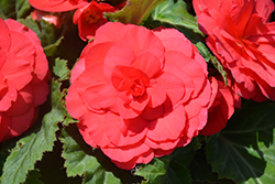 Nonstop Deep Rose Begonia (Begonia 'Nonstop Deep Rose') at English Gardens