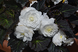 Nonstop Mocca White Begonia (Begonia 'Nonstop Mocca White') at English Gardens