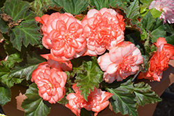 Nonstop Rose Petticoat Begonia (Begonia 'Nonstop Rose Petticoat') at English Gardens