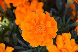 Durango Orange Marigold (Tagetes patula 'Durango Orange') at English Gardens
