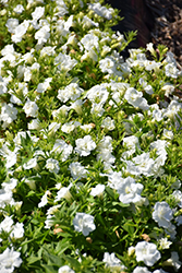 Blanket Double White Petunia (Petunia 'Blanket Double White') at English Gardens