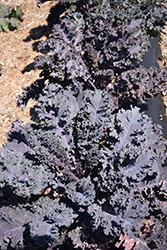 Scarletbor Kale (Brassica oleracea var. acephala 'Scarletbor') at English Gardens
