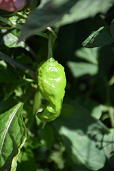 Ghost Hot Pepper (Capsicum chinense 'Ghost') at English Gardens