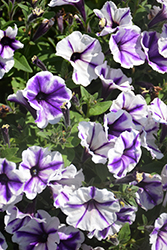 Crazytunia Blue Ice Petunia (Petunia 'Crazytunia Blue Ice') at English Gardens