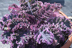 Tricolor Kale (Brassica oleracea var. acephala 'Tricolor') at English Gardens