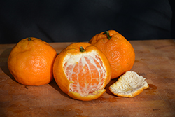 Satsuma Mandarin Orange (Citrus reticulata 'Satsuma') at English Gardens