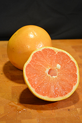 Ruby Red Grapefruit (Citrus x paradisi 'Ruby Red') at English Gardens