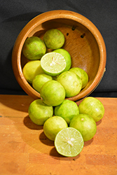 Key Lime (Citrus aurantifolia) at English Gardens