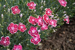 Fire And Ice Pinks (Dianthus 'Fire And Ice') at English Gardens