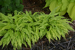 Curly Fries Hosta (Hosta 'Curly Fries') at English Gardens