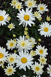 Cream Puff Shasta Daisy (Leucanthemum x superbum 'Cream Puff') at English Gardens