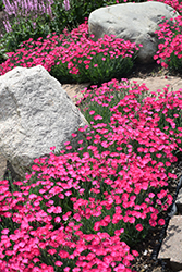 Paint The Town Magenta Pinks (Dianthus 'Paint The Town Magenta') at English Gardens