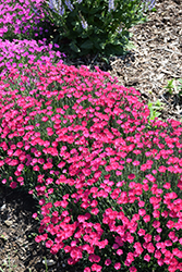 Paint The Town Magenta Pinks (Dianthus 'Paint The Town Magenta') at English Gardens