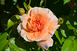 At Last Rose (Rosa 'HORCOGJIL') at English Gardens