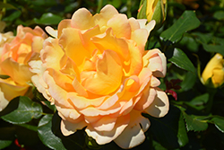 Gold Struck Rose (Rosa 'Gold Struck') at English Gardens