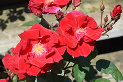 Winner's Circle Rose (Rosa 'Radwin') at English Gardens