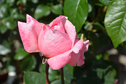 Sweet Mademoiselle Rose (Rosa 'MEInostair') at English Gardens