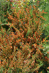 Lena Scotch Broom (Cytisus 'Lena') at English Gardens