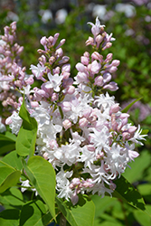 Beauty of Moscow Lilac (Syringa vulgaris 'Beauty of Moscow') at English Gardens